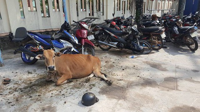Mặc d&ugrave; bị tạm giữ nhưng con b&ograve; n&agrave;y vẫn được chăm s&oacute;c cẩn thận