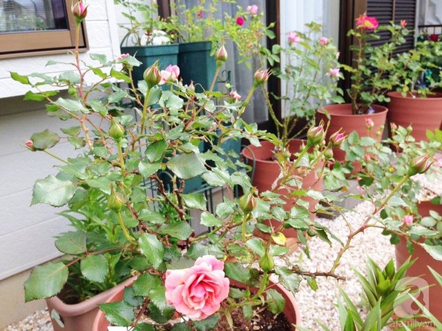 Chị Phương dành toàn bộ phần diện tích trước nhà để đặt các chậu trồng hoa hồng.
