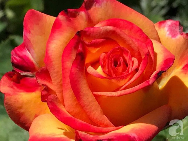 Những bông hồng có form rất đẹp.