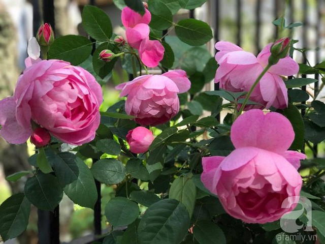 Những cây hồng đều khỏe mạnh và sai hoa.