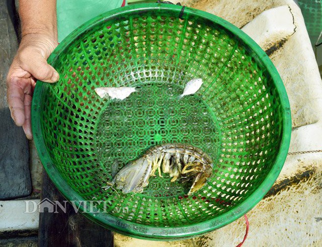 Mỗi con t&ocirc;m t&iacute;ch được đặt trong một lồng nhựa, mỗi ng&agrave;y được cho ăn 1 lần. (Ảnh: Ch&uacute;c Ly).