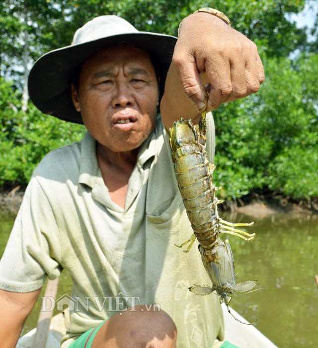 T&ocirc;m t&iacute;ch l&agrave; lo&agrave;i rất hung dữ n&ecirc;n khi vệ sinh lồng người nu&ocirc;i phải hết sức cẩn thận. (Ảnh; Ch&uacute;c Ly).