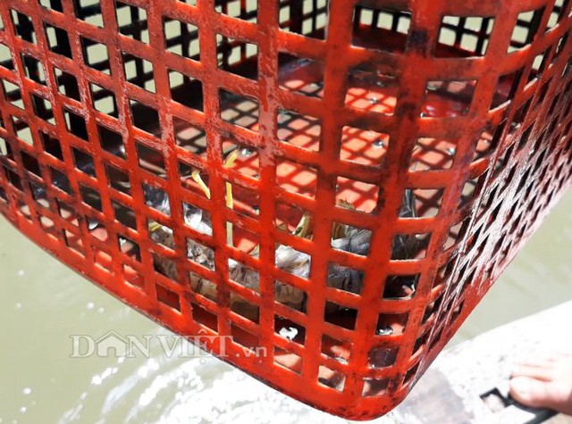 Theo nhiều n&ocirc;ng d&acirc;n, những chiếc lồng nu&ocirc;i t&ocirc;m t&iacute;ch phải c&oacute; k&iacute;ch thước rộng đủ cho một con t&ocirc;m t&iacute;ch cỡ 150gr ph&aacute;t triển thoải m&aacute;i. (Ảnh: Ch&uacute;c Ly). Hiện nay, gi&aacute; t&ocirc;m t&iacute;ch thịt loại I gần 1,2 triệu đồng/kg (từ 150gr trở l&ecirc;n), loại 2 từ 450-500 ng&agrave;n đồng/kg. Khi được b&aacute;n tại c&aacute;c nh&agrave; h&agrave;ng, qu&aacute;n ăn gi&aacute; sẽ đội l&ecirc;n rất nhiều. (Ảnh: Ch&uacute;c Ly).