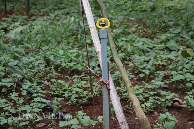 Để tiết kiệm chi phí, gia đình chị Tú đầu tư lắp đặt công nghệ tưới ẩm cho giàn chanh leo