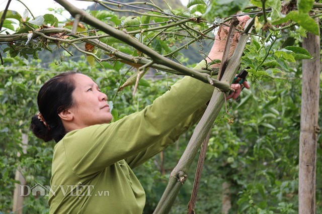 Tỉa cành, tạo tán làm cây ức chế sự sinh trưởng, giúp cây ra nhiều hoa, đậu nhiều quả hơn