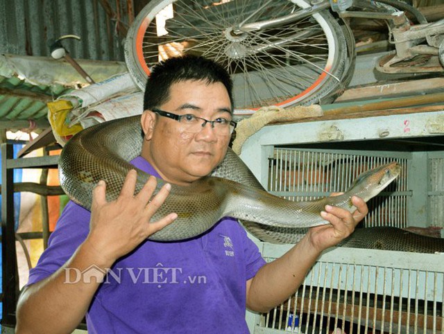 Theo anh Thi, để c&oacute; được những con trăn đột biến với m&agrave;u sắc độc, lạ th&igrave; cần c&oacute; kinh nghiệm lai tạo v&agrave; một ch&uacute;t may mắn. (Ảnh: Ch&uacute;c Ly).