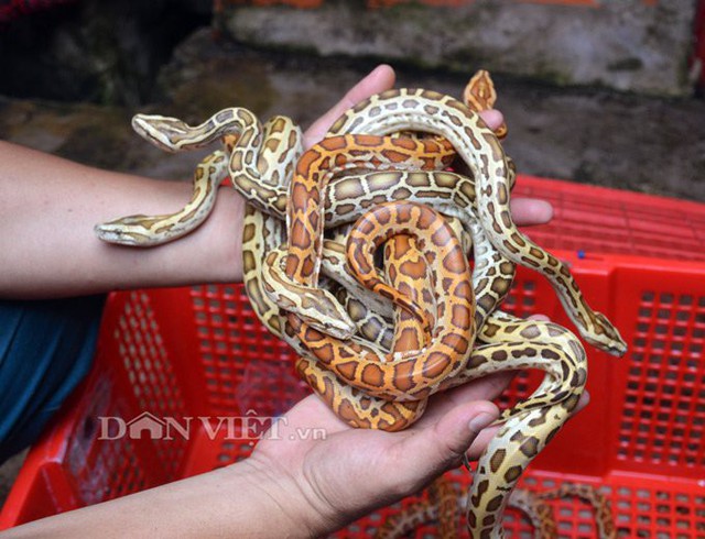 Hiện anh Thi đang sở hữu h&agrave;ng trăm con trăn đột biến với m&agrave;u sắc v&agrave; k&iacute;ch cỡ kh&aacute;c nhau. (Ảnh: Ch&uacute;c Ly).