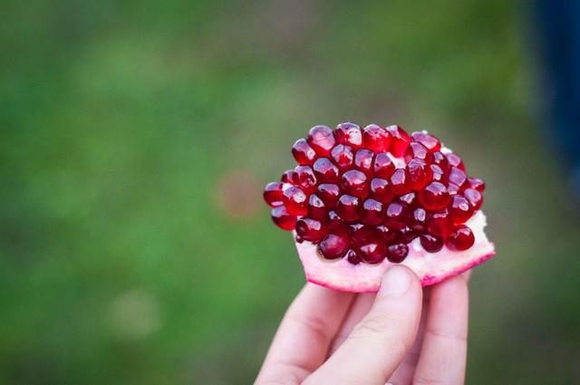 Chọn quả chín để lấy hạt.