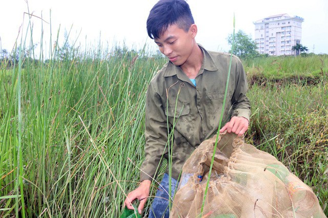 Ngày ngày sau buổi đến trường, Phương thường đi thả túm, ống nhựa bắt cáy kiếm sống, phụ giúp bà ngoại.