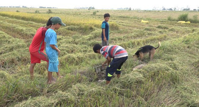 Từ người lớn đến trẻ em cũng trở thành thợ săn chuột đồng