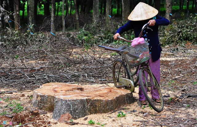 Một người dân vào vườn cây 112 năm tuổi nhặt nhạnh những cành cao su gãy mang về làm củi.
