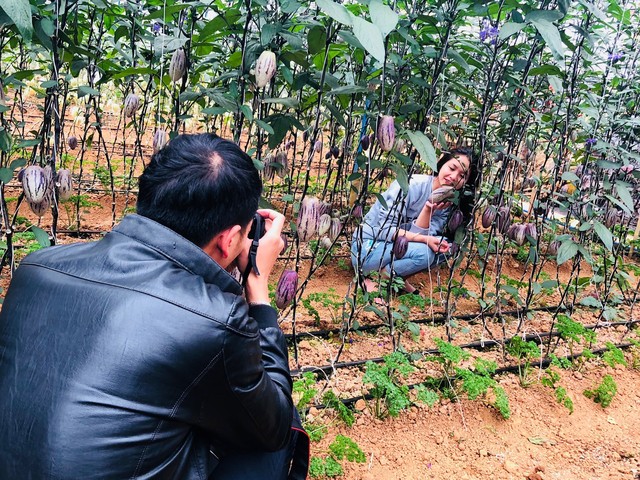 Từ khi biết trang trại gia đình anh Định trồng thành công giống dưa pepino tím, rất nhiều khách du lịch tìm đến khu vườn để “check in” với vườn trái cây “độc lạ” này