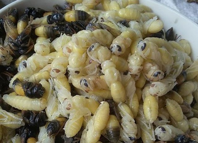 Nhộng ong vò vẽ đang là món ăn được dân Hà thành ưa chuộng