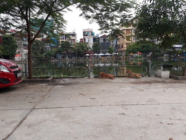 Khu hồ giữa ngõ 358 Bùi Xương Trạch là nơi nhiều người hay thả chó để đi vệ sinh và cho chó tắm.