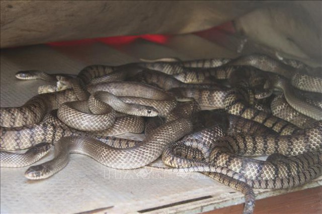 Đàn rắn ráo trâu tại trang trại của anh Nguyễn Tấn Phong, xã La Ngà, huyện Định Quán, Đồng Nai. Ảnh: Sỹ Tuyên - TTXVN