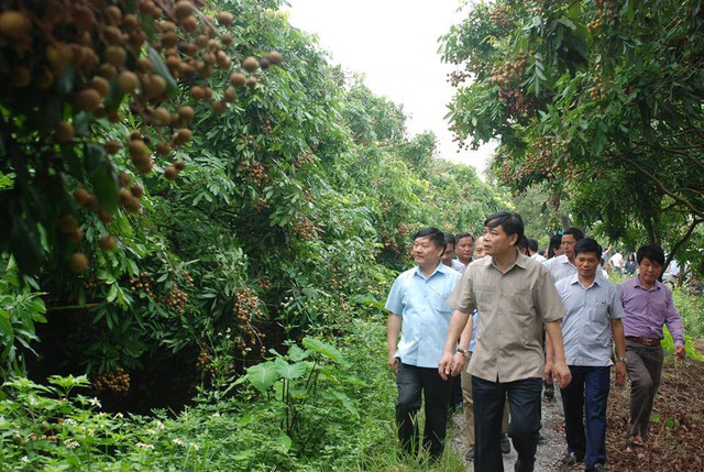 
Bộ trưởng Nguyễn Xuân Cường đích thân đi kiểm tra và thị sát tình hình tiêu thụ nhãn ở Hưng Yên.
