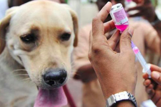 
Cần tiêm phòng vaccine dại cho chó nuôi đầy đủ, đúng lịch để phòng chống bệnh dại.     Ảnh minh hoạ
