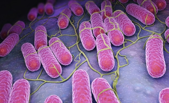 
Salmonella cũng là nguyên nhân gây bùng phát dịch bệnh đứng sau virus.
