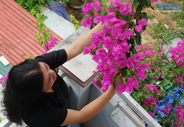 Hoa giấy không có mùi hương, không rực rỡ, không kiêu sa như nhiều loài hoa khác. Nhưng vẻ đẹp mong manh của hoa giấy khiến con người có cảm giác bình yên, nhẹ nhõm đến lạ.