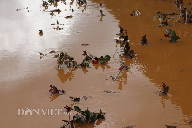 Những bông hồng xơ xác nằm ngổn ngang giữa dòng nước lũ đục ngầu