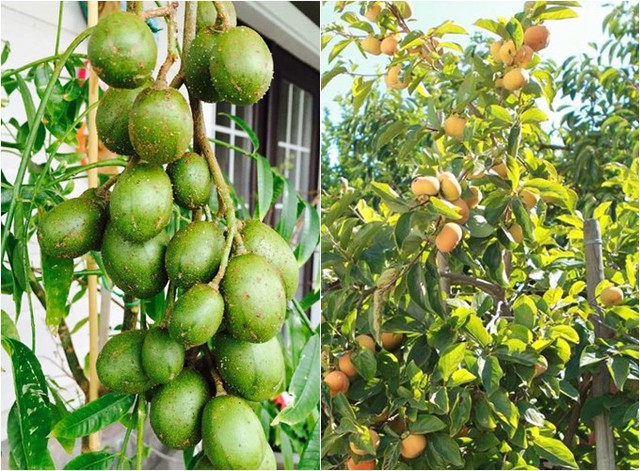 Cây ăn trái trong vườn của anh Nhattan có tuổi đời khoảng 7 năm, được anh trồng dọc theo hàng rào gỗ bao quanh ngôi nhà. Rau xanh thường lụi dần sau tháng 11 bởi thời tiết giá lạnh, anh trồng lại khi bắt đầu vụ mới vào tháng 3 hàng năm.