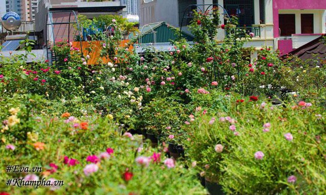 Khu vườn bạt ngàn những chậu hoa hồng trên sân thượng của chị Thanh Vân.