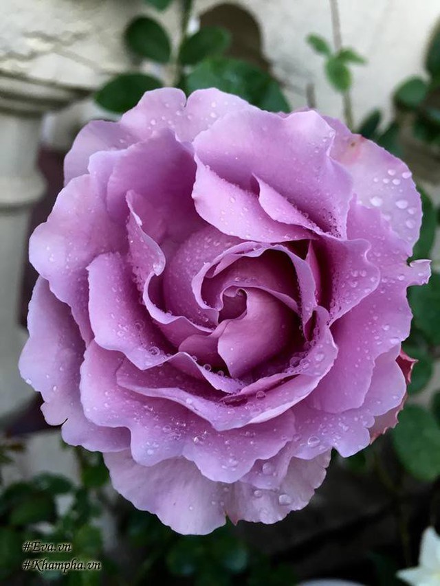 Hoa hồng Charlet de gaule mang sắc tím tuyệt đẹp.