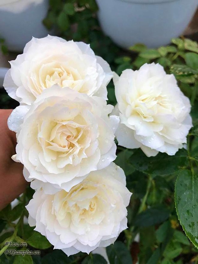 Hoa hồng Shizuku.