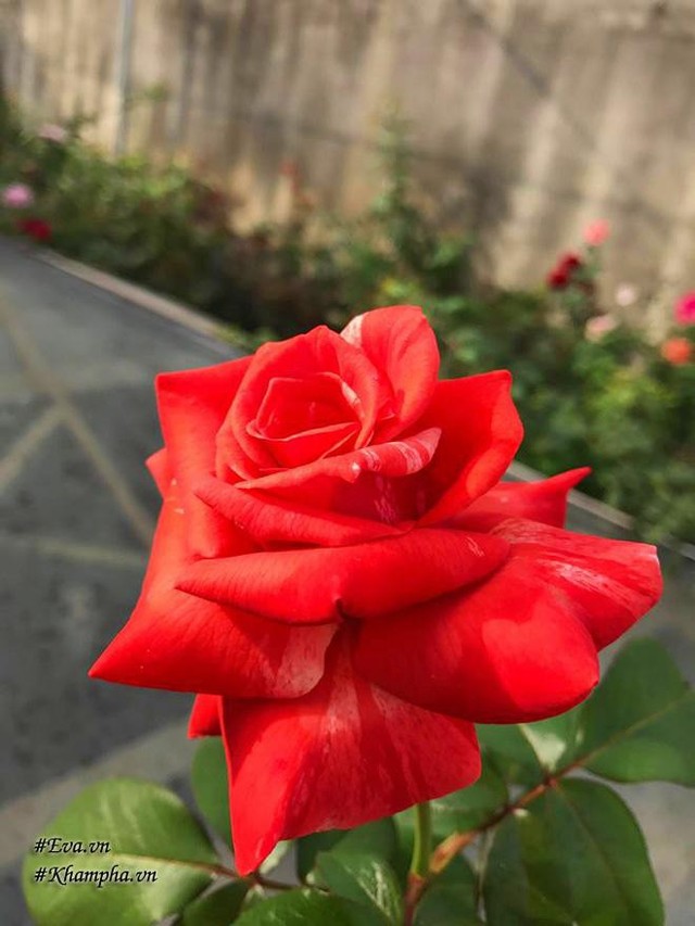 Hoa hồng Philaliete.