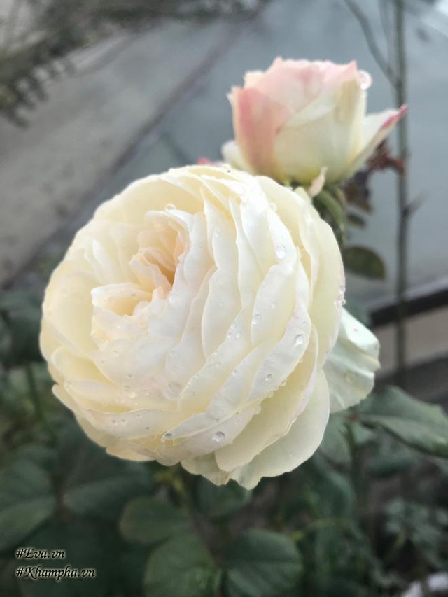 Hoa hồng Keira.