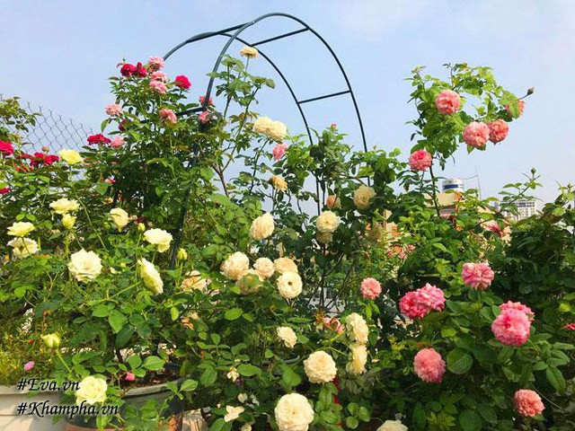 Khu vườn sân thượng của chị Vân hiện nay có hơn 350 chậu hồng.