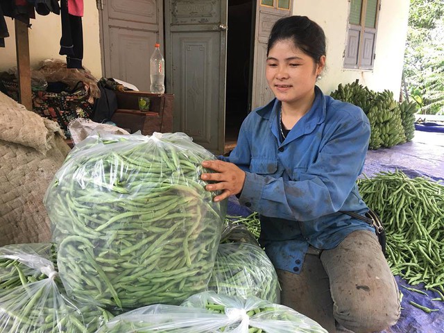 Từ khi chuyển sang trồng đậu cô ve, thu nhập kinh tế của gia đình chị Dâng đã khá giả hơn so với trước.