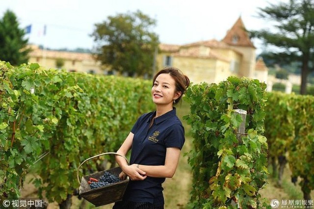 Giữa tháng 9, Triệu Vy tới trang trại Chateau Monlot, Pháp - nơi cô là chủ sở hữu - để thu hoạch nho cùng các nông dân. Nữ diễn viên chia sẻ một số hình ảnh tại tư gia với báo chí trong nước. Năm 2011, cô và ông xã Huỳnh Hữu Long đã bỏ ra khoảng 4,7 triệu USD mua lại trang trại này, nhằm mục tiêu phát triển dòng rượu vang Pháp của riêng mình.