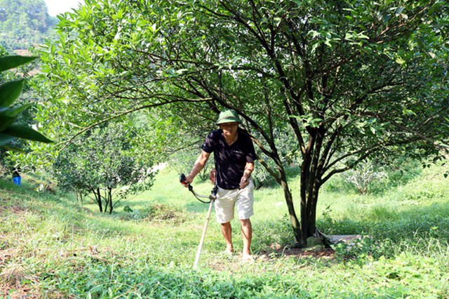 Ông Lã Văn Bắc là một trong những hộ nông dân thu được tiền tỷ từ trồng cam