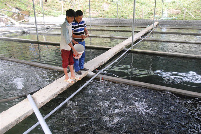 Trang trại cá nước lạnh rộng 5.000m2 đem về cho gia đình ông Thắng doanh thu cả chục tỷ đồng/năm.