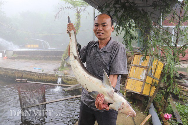 Anh Lũy tiết lộ, hiện tại con cá tầm có trọng lượng to nhất gia đình đang nuôi nặng hơn 20 kg