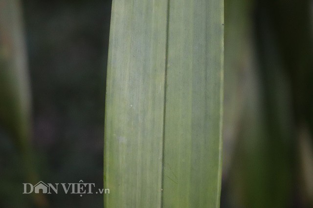 Một trong những tiêu chí chọn giống tốt đối với địa lan Trần mộng là lá phải xanh tốt và dài 3cm