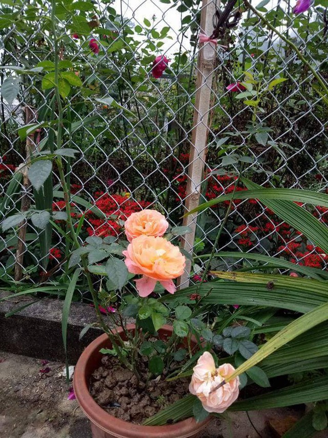 Chậu hoa hồng lai bà Phương mới trồng được vài tháng đã trổ hoa