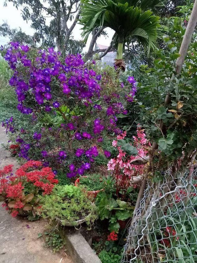 Nhờ khéo tay, chịu khó chăm sóc nên tất cả các loài hoa trong khu vườn của bà Phương đều phát triển tốt và trổ hoa.