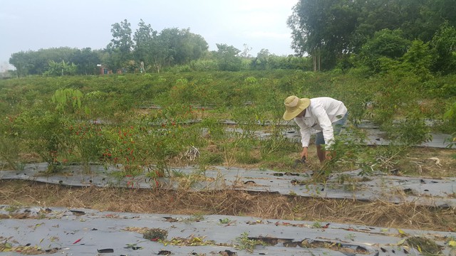 tay ninh: ot rot cai bich, tu 100 ngan xuong 8 ngan, bo do dong hinh anh 1