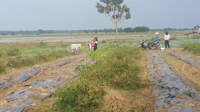 Gia đình anh Hoàng thu dọn cây ớt vừa mới chặt và gieo hạt giống đậu bắp.