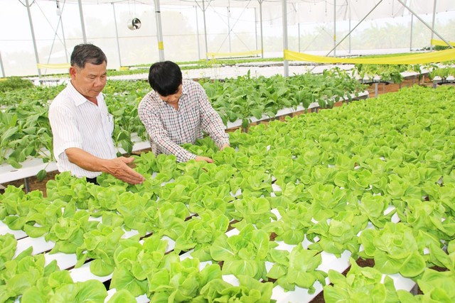 Các loại rau ở cơ sở trồng rau sạch của ông Bình từ khi gieo hạt đến thu hoạch đều được kiểm soát tự động và khép kín nhằm bảo đảm giá trị dinh dưỡng cao.