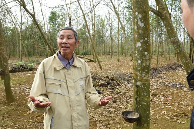
Ông Phan Công Chánh, Trưởng thôn Hòa Thuận- khu vực Tập đoàn TH triển khai Dự án bò sữa cho biết, nơi đây là khu vực trồng cây cao su kém hiệu quả, ông rất mong Tập đoàn triển khai cách làm mới, tạo việc làm cho bà con.
