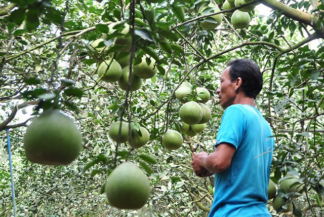 Vườn bưởi chuẩn bị bán Tết của một nông dân ở làng Tân Triều. Ảnh: Ngọc An.

Ông Tuấn, chủ vườn bưởi gần 1 ha cho biết năm 2017 là năm nhuần, thời tiết có nhiều bất thường nên năng suất bưởi giảm. Lượng hoa đậu trái ít hơn các năm trước khiến các vườn không có nhiều sản phẩm phục vụ Tết.

Giá bưởi Tết với loại bưởi đường lá cam nông dân đã bán cho thương lái tại vườn là 900.000 đồng/12 trái, bưởi da xanh có giá 1,2-1,3 triệu đồng/12 trái.

Bưởi da xanh được tạo hình hồ lô, thỏi vàng có giá từ 1,2-1,7 triệu đồng mỗi trái. Ông Ngô Văn Sơn, nông dân trồng 2 ha bưởi, cho biết ông đã làm 400 trái bưởi hồ lô in chữ Tài - Lộc, thỏi vàng để phục vụ thị trường Tết.

Một nông dân nói rằng hầu hết chủ vườn chỉ bỏ công làm mướn tại vườn của mình vì trái trên cây đều đã bán cho thương lái từ tháng trước.




Bưởi Tết Tân Triều tạo dáng hồ lô in bản đồ Việt Nam cùng quần đảo Trường Sa, Hoàng Sa. Ảnh: Ngọc An.


Ông Sơn nói: “Giá bưởi loại này rất cao nhưng không đủ để cung ứng cho thị trường. Dịp Tết, người dân, doanh nghiệp, cơ quan đoàn thể rất chuộng bưởi hồ lô Tài - Lộc, hồ lô in hình bản đồ Việt Nam và quần đảo Hoàng Sa - Trường Sa để trang trí nhưng số lượng có hạn. Loại này khó làm, bưởi dễ bị hỏng trong quá trình ép khuôn nên giá bán cao”.

Vườn bưởi của ông Ngô Văn Sơn vụ Tết này thu khoảng 20 tấn bưởi đường lá cam, bưởi da xanh. Số này đã bán cho thương lái, thu về trên 1 tỷ đồng.

Nông dân trồng bưởi ở Tân Triều thông tin những năm trước thời tiết thuận lợi, bưởi cho trái đẹp, họ có thể tạo chùm 4 trái hồ lô Tài - Lộc để phục vụ Tết. Năm nay, do ảnh hưởng thời tiết nên các chùm nhiều trái không đạt tiêu chuẩn. Do vậy mà sản phẩm dạng này không có mặt trên thị trường.

“Chùm 4 trái bưởi Tài - Lộc được xem như ‘siêu phẩm’ nên giá có khi lên đến trên chục triệu đồng/chùm. Năm nay rất nhiều khách tìm về hỏi mua nhưng không nhà vườn nào có”, ông Tuấn nói.




Tết Nguyên đán 2018, vùng bưởi Tân Triều cung ứng thị trường 850 tấn bưởi các loại. Ảnh: Ngọc An.


Theo Hợp tác xã nông nghiệp và dịch vụ Tân Triều, dịp Tết Nguyên đán 2018, sản lượng bưởi của hợp tác xã đạt khoảng 850 tấn, giảm 150 tấn so với Tết năm 2017.

Ông Phan Tấn Tài, Chủ nhiệm hợp tác xã nông nghiệp và dịch vụ Tân Triều nói rằng sản lượng bưởi Tết giảm nên khả năng giá bán ở thị trường sẽ tăng cao.

Hiện vùng bưởi Tân Triều có 20 hộ tham gia hợp tác xã này với tổng diện tích trên 22 ha.

 
