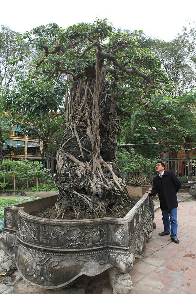 “Tôi mua cây sanh này cách đây gần 20 năm. Thời điểm đó, tôi phải đổi 8 lô đất ở Hà Nội, nếu quy đổi ra giá trị hiện tại phải vài triệu đôla”