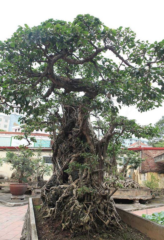 Nếu nhìn thoáng qua mặt trước  của tác phẩm thì dễ nhầm tưởng đây là cây không thân, chỉ có hai cành tỏa về hai hướng, có rễ phụ phun ra tua tủa tạo thành lớp màng ôn trọn lấy viên đá.