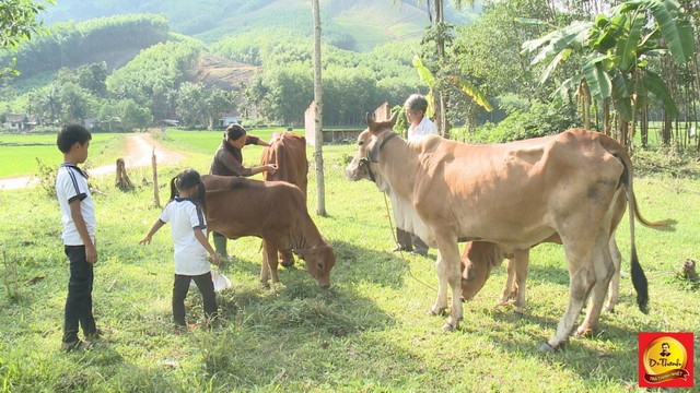 Đàn bò của gia đình anh Nguyễn Ngọc Ánh đã được bốn con