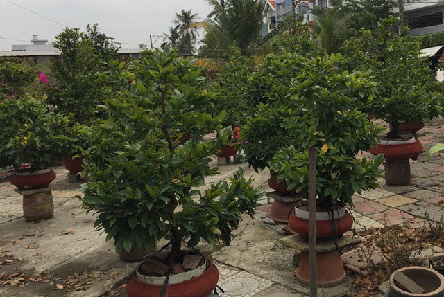 Loại c&oacute; gi&aacute; thấp
