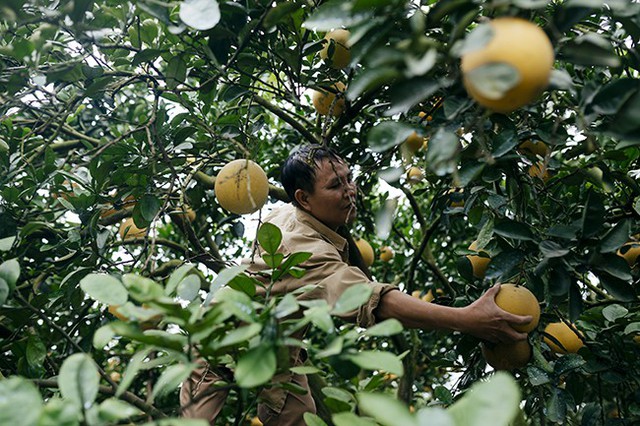 
Anh Lê Văn Bảy (phường Phú Diễn, quận Bắc Từ Liêm, Hà Nội) cho biết, giống bưởi Diễn bắt đầu cho thu hoạch từ tháng 11, 12 âm lịch đúng vào dịp cận tết Nguyên đán, nên được nhiều người dân Hà Nội tìm đến đặt mua để sử dụng và làm quà biếu. Năm nay thời tiết khá thuận lợi, nên hầu hết các vườn bưởi đều được mùa sai quả, mỗi gốc có thể đạt từ 60 - 70 quả.
