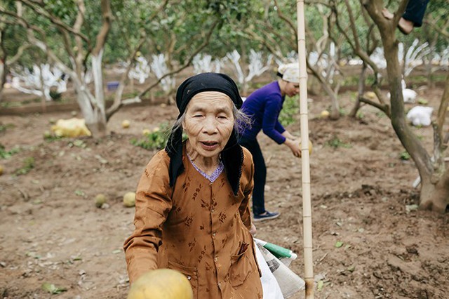 
Cụ Lý Thị Toan (73 tuổi) chia sẻ: Đặc trưng của bưởi trên đất Diễn không nơi nào có được đó là vị bưởi thơm nức phòng dù chỉ để 2-3 quả. Không giống như các loại bưởi khác, cây bưởi Diễn càng già quả lại càng nhỏ và vị ngọt càng trở nên đặc biệt, sắc mà thanh. Những cây có tuổi từ 15 đến 20 năm, trái bưởi chỉ còn to nhỉnh hơn trái cam. Bưởi Diễn chính gốc có vị ngọt thơm pha một chút vị đắng, mọng nước, ăn xong vẫn cảm nhận được vị ngọt nơi đầu lưỡi.
